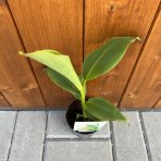 Banánovník japonský (Musa Basjoo) - výška 30-35 cm, kont. P11